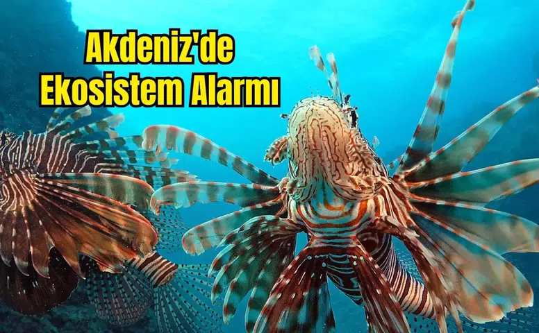 Akdeniz Açık Büfeye Dönüştü