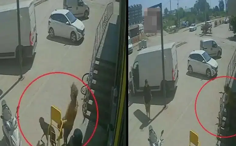 Savaştan Kaçıp Antalya’da Hayvan Canisi Oldu