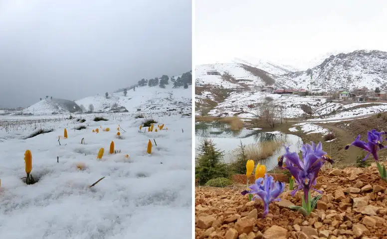 Eğrigöl Yaylası'nda Karlar Eridi, Bahar Çiçekleri Açtı!