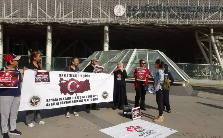 Antalya'da Nekropol Müzesi’nin Ağlarında Onlarca Güvercin Telef Oldu