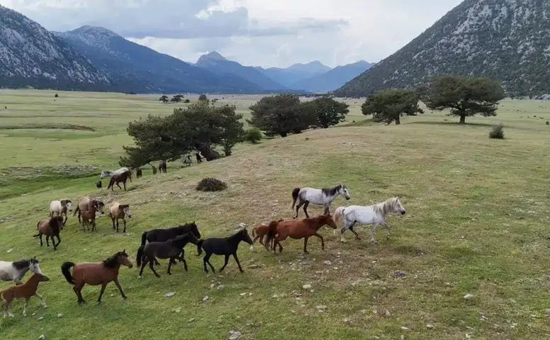 Yılkı Atları Antalya'nın Gizli Cennetinde Özgürce Koşuyor