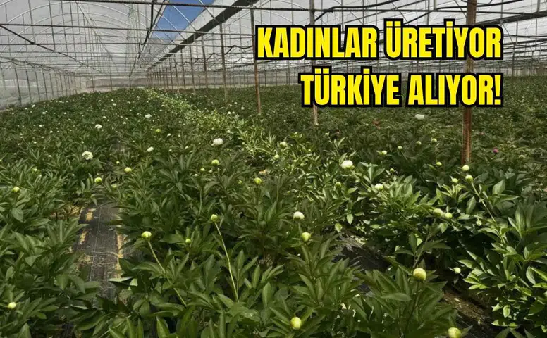 Antalya'da Kilosu Değil Tanesi 150 TL'den Satılıyor