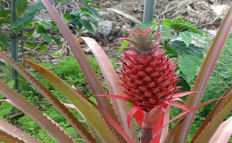 Alanya’da Tropikal Devrim: Avokado ve Mangodan Sonra Ananas da 'Yerli' Oluyor!