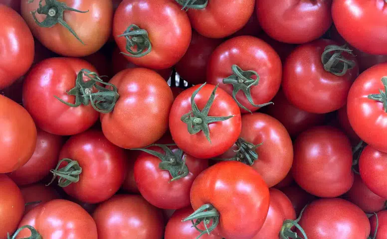 Kumluca'da Yazlık Domates Hasadı Başladı! Tarlada 20, Markette 150 Lira
