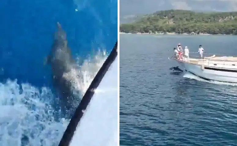 Yunuslar Kemer'de Teknelere Eşlik Etti!