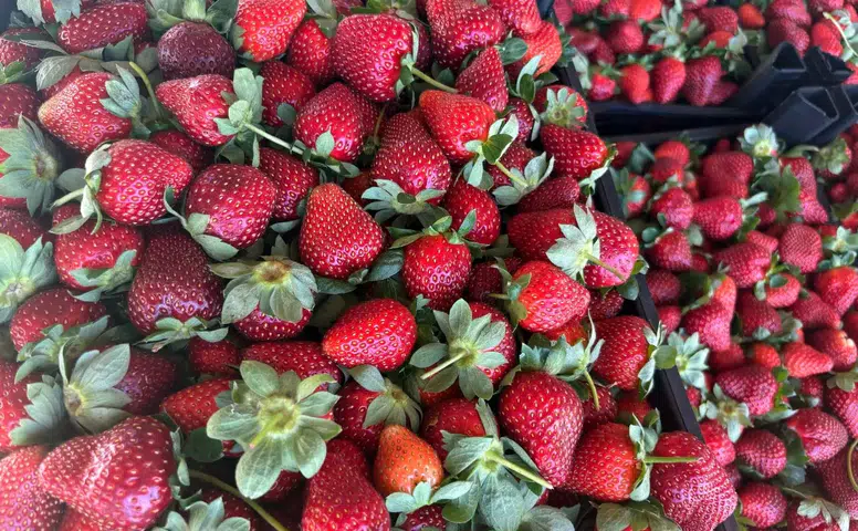 Kadriye Çileğinde Şok Eden Fiyat Farkı: Halde 25 Markette 150 Lira