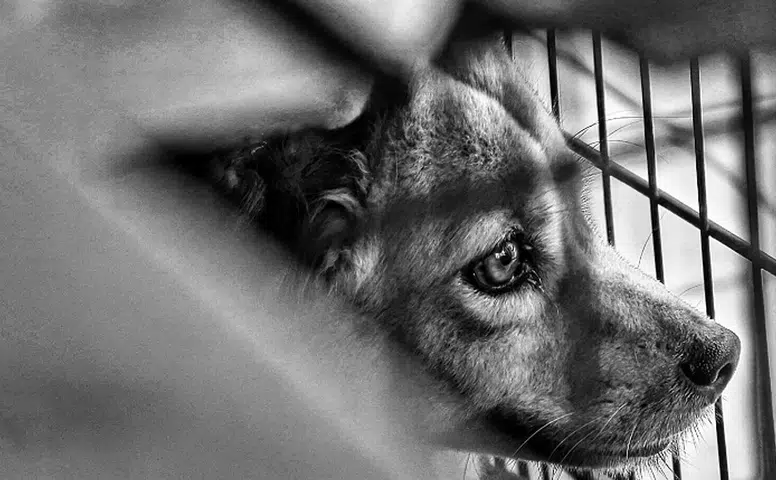 Köpeğe Vahşet Kameralarda, Tecavüzcü Sokakta!