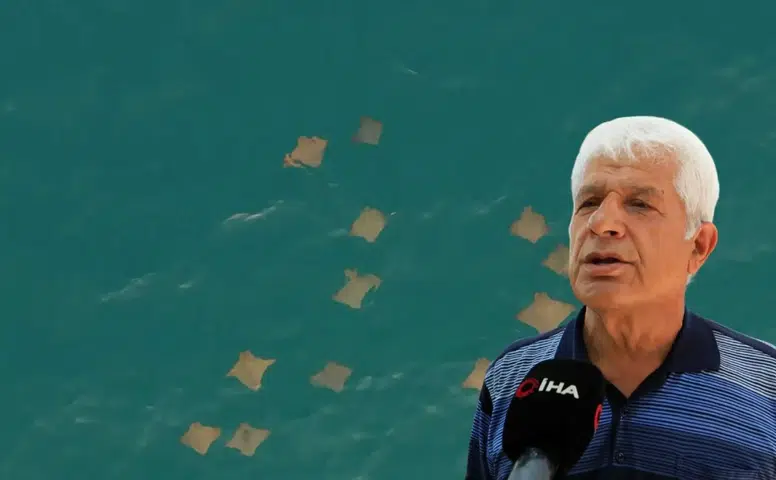 Manavgat Sahilinde Sürü Halinde Gezen Vatozlar Dron Kamerasıyla Görüntülendi