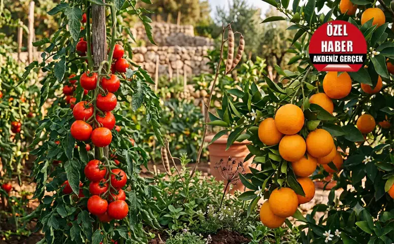Rekor Kıran Domateste İhracatsız Gelecek Ürkütüyor! Narenciyede de Kriz Kapıda