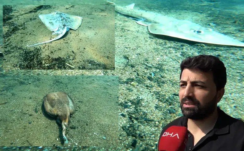 Çıralı’da Deniz Altında Korkutan Görüntü: Çok Sayıda Ölü Balık Bulundu