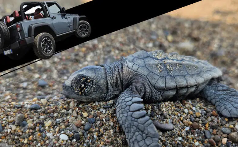 Kumköy Sahili’nde Caretta Alarmı: Yuvalar Araçların Tehdidi Altında
