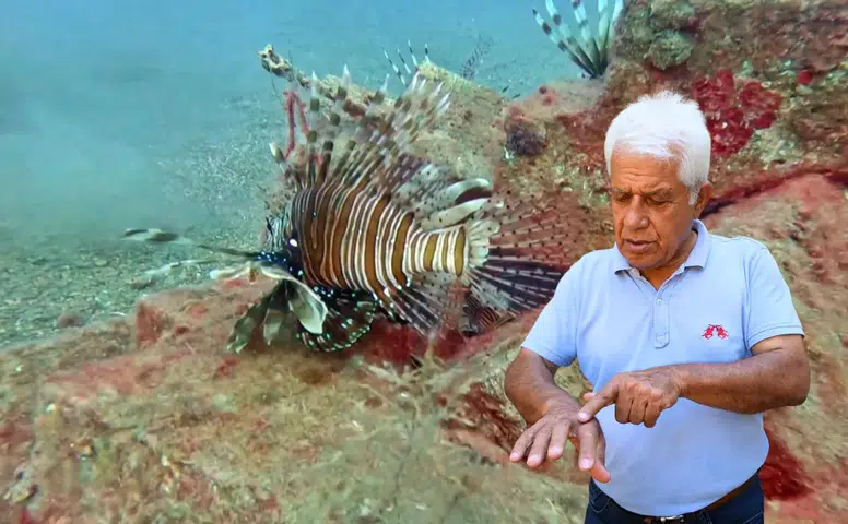 Konyaaltı’nda Zehirli Aslan Balığı Teması