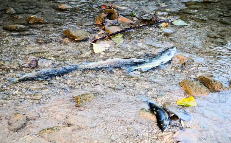 Alanya Oba Çayı'nda Toplu Balık Ölümleri!