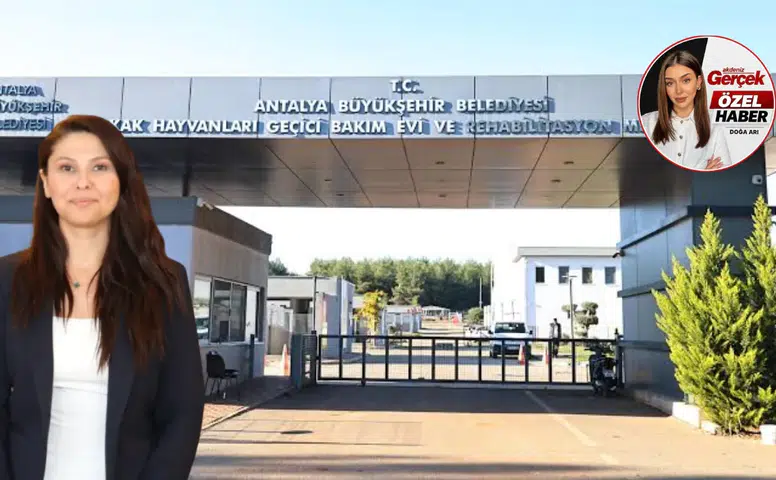 Aksu Yangınının Sessiz Mağdurları: Akdeniz Gerçek Sahada,Aslı Kılıç Anlattı