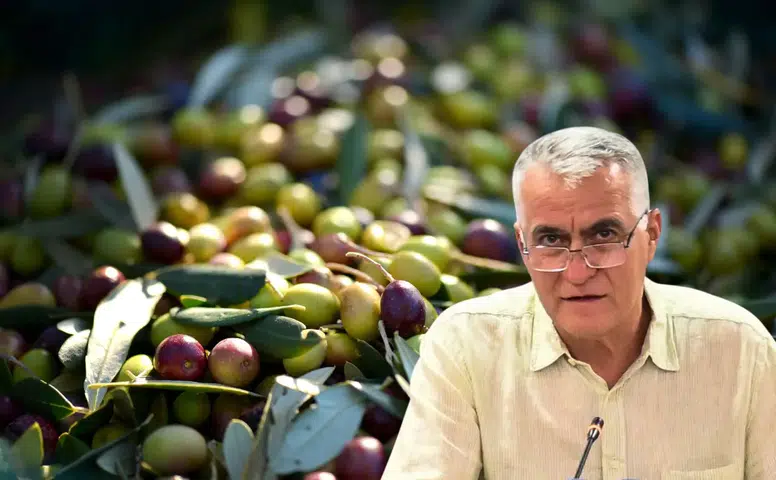 Antalya'da Zeytin Rekoltesi 70 Bin Tona Ulaşacak! Üretici Taban Fiyat İstiyor