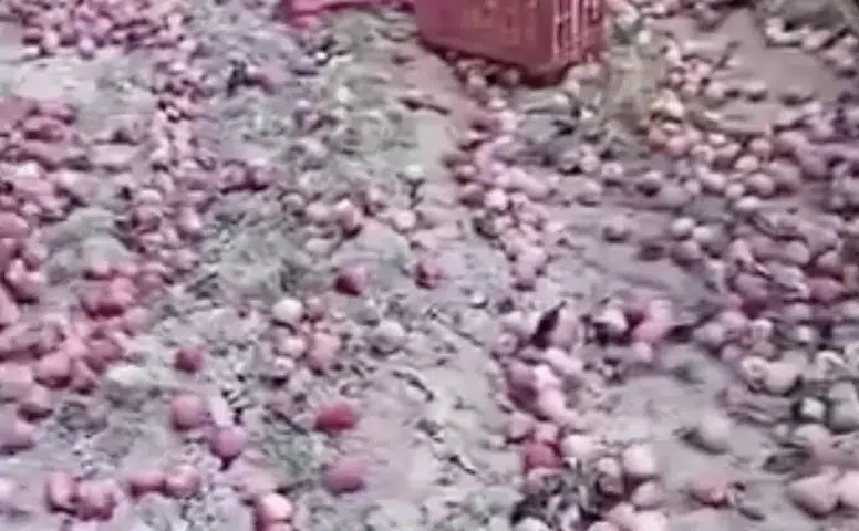 Antalya'da Elma Üreticisinden İsyan! "Pazarda 70 TL, Bahçede 5 TL"