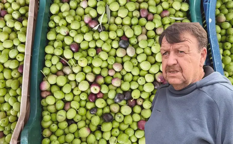 Tavşan Yüreği Zeytini COP31 Antalya'da Dünya Liderlerine Tanıtılacak