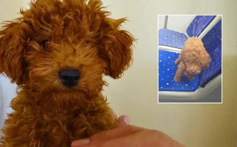 Otobüste Unutulan Köpeği Önce Oyuncak Sandı, Sonra Sahiplendi