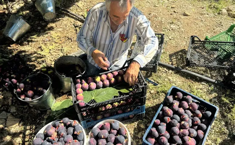 İbradı’da Bursa Siyahı İncirde Hasat Sonu: İklim Vurdu, Rekolte Dibe Çöktü