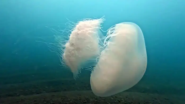 Antalya'nın Dev Misafirleri Veda Ediyor