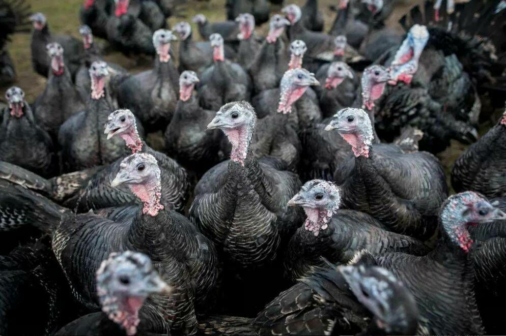 Hindi Fiyatları Cep Yakıyor. Yılbaşı Sofralarının Vazgeçilmesi Yenicag17