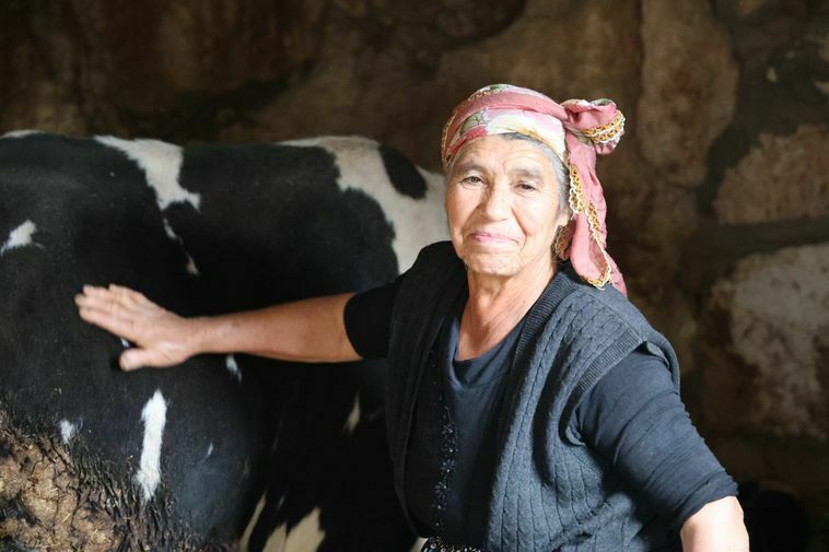 Milyonluk Tekliflere Direnen Adanalı Kız Kardeşler Inekleriyle Geçim Sağlıyor