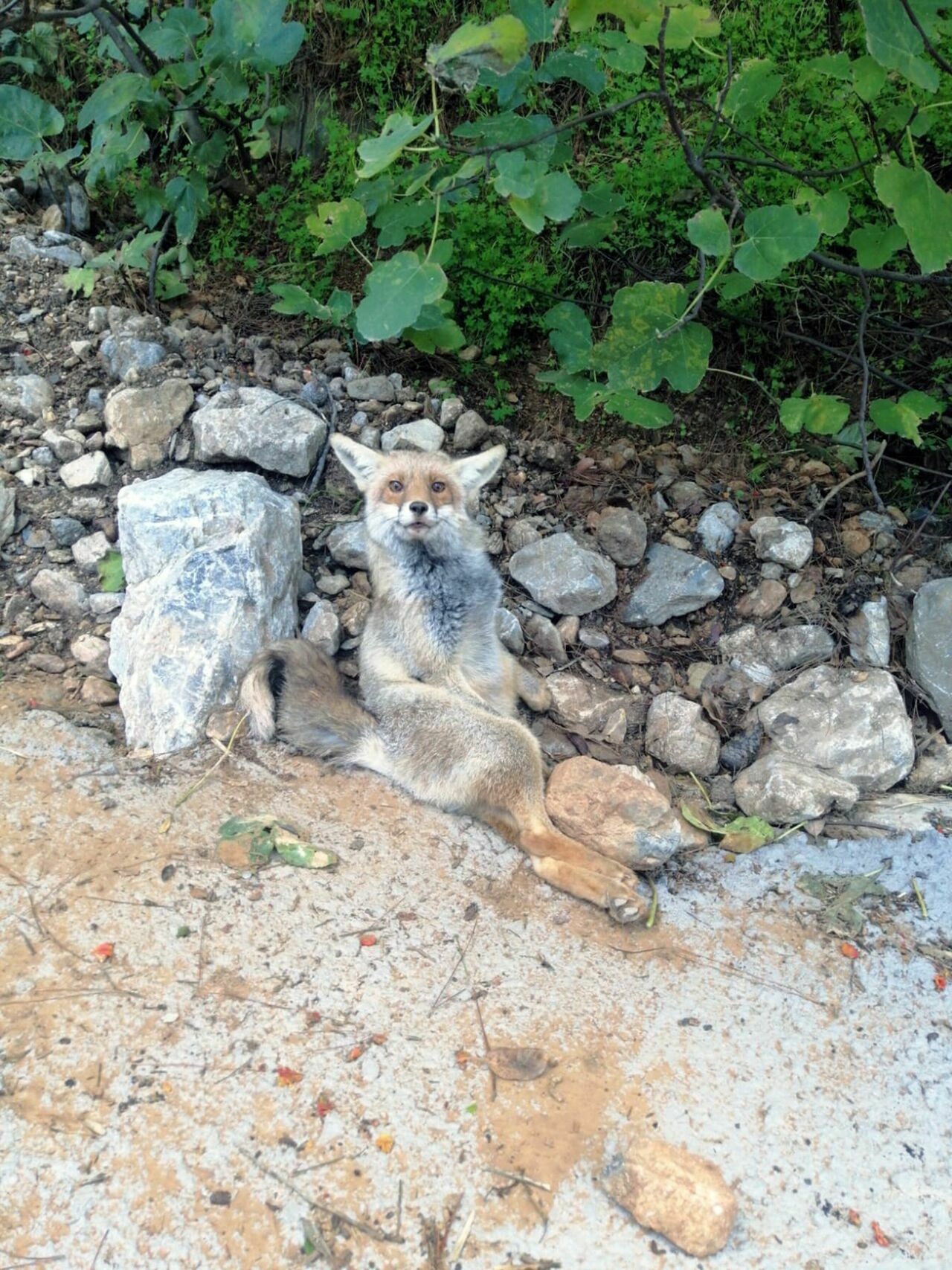 Muğla Datça'da Yaralı Tilki Ekiplerce Kurtarıldı