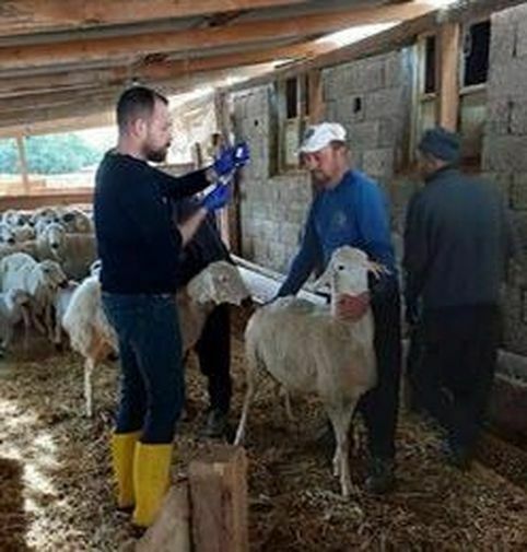 Adana'da Besicilere Ücretsiz Şap Aşısı Desteği! İşte Tarihler 