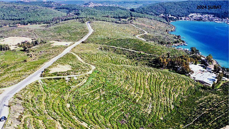 Bodrum'da Yanan Orman Alanı Yeşeriyor (3) Result