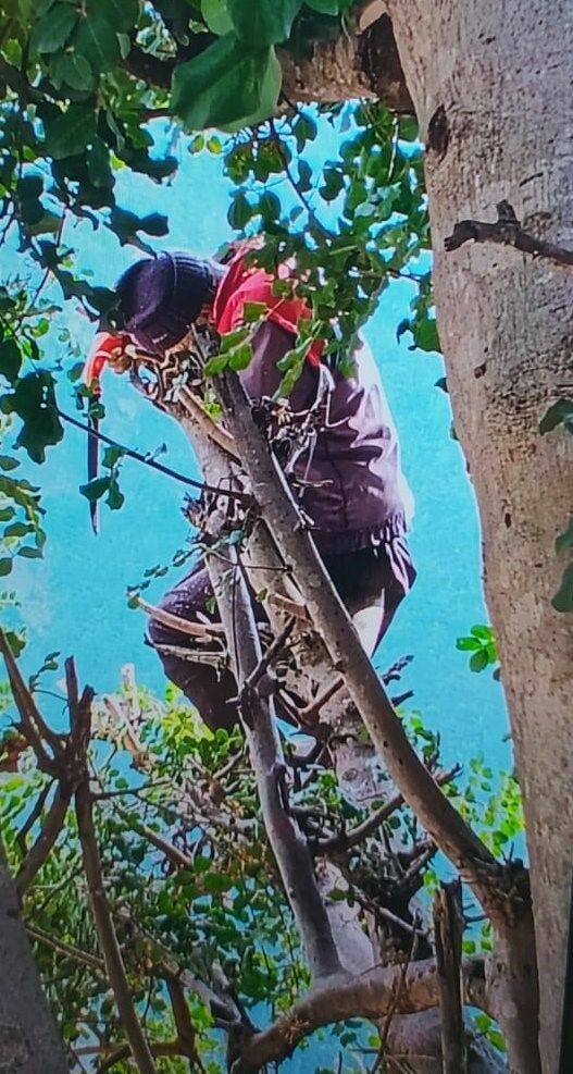 Dal Kesmek Için Çıktığı Ağaçta Kalp Krizi Geçirdi