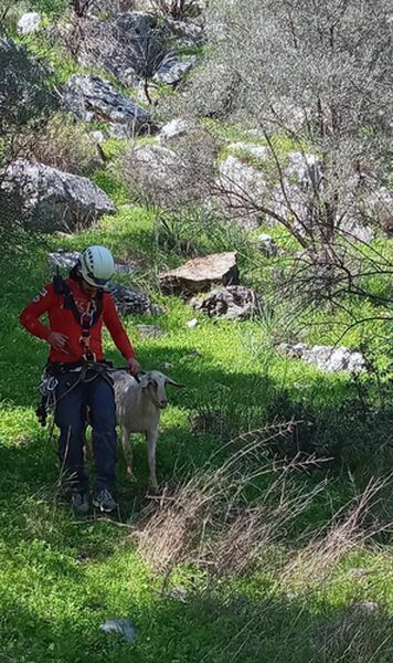 Fethiye'de Akut Ekipleri Mahsur Kalan Keçileri Kurtardı