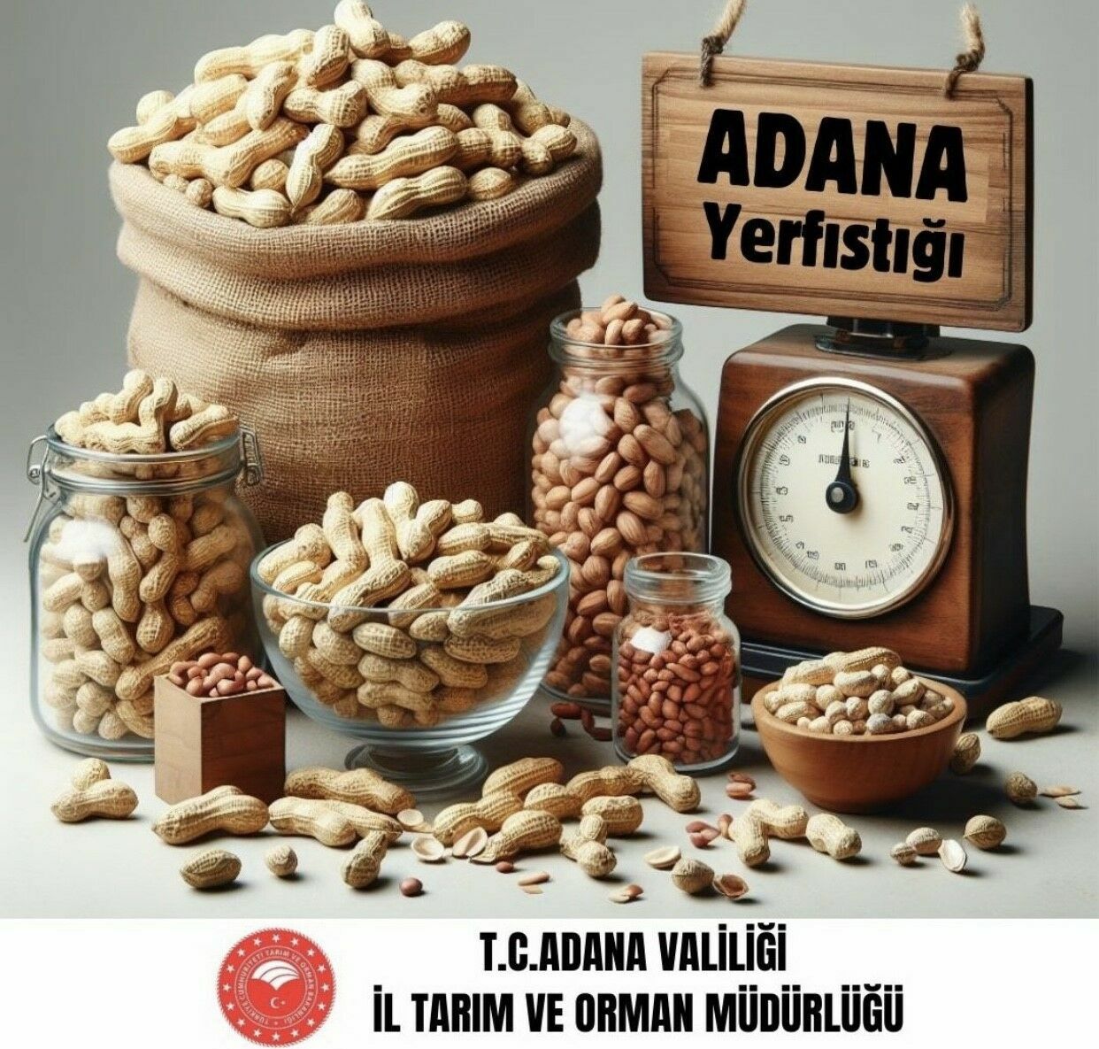 Adana Yerfıstığı Üretiminde Türkiye'nin Zirvesinde (2)