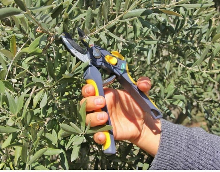 Fethiye'de Zeytin Budama Eğitimine Turistler Katıldı  (3) Result