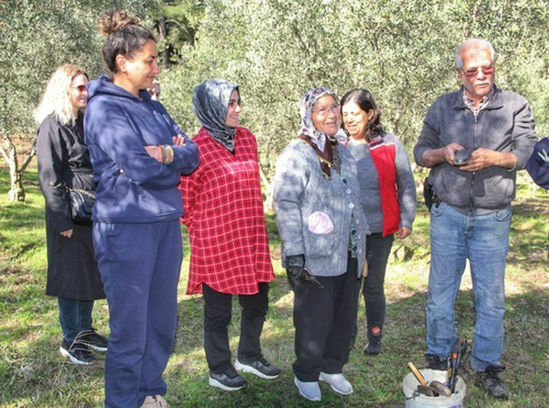 Fethiye'de Zeytin Budama Eğitimine Turistler Katıldı  (4) Result