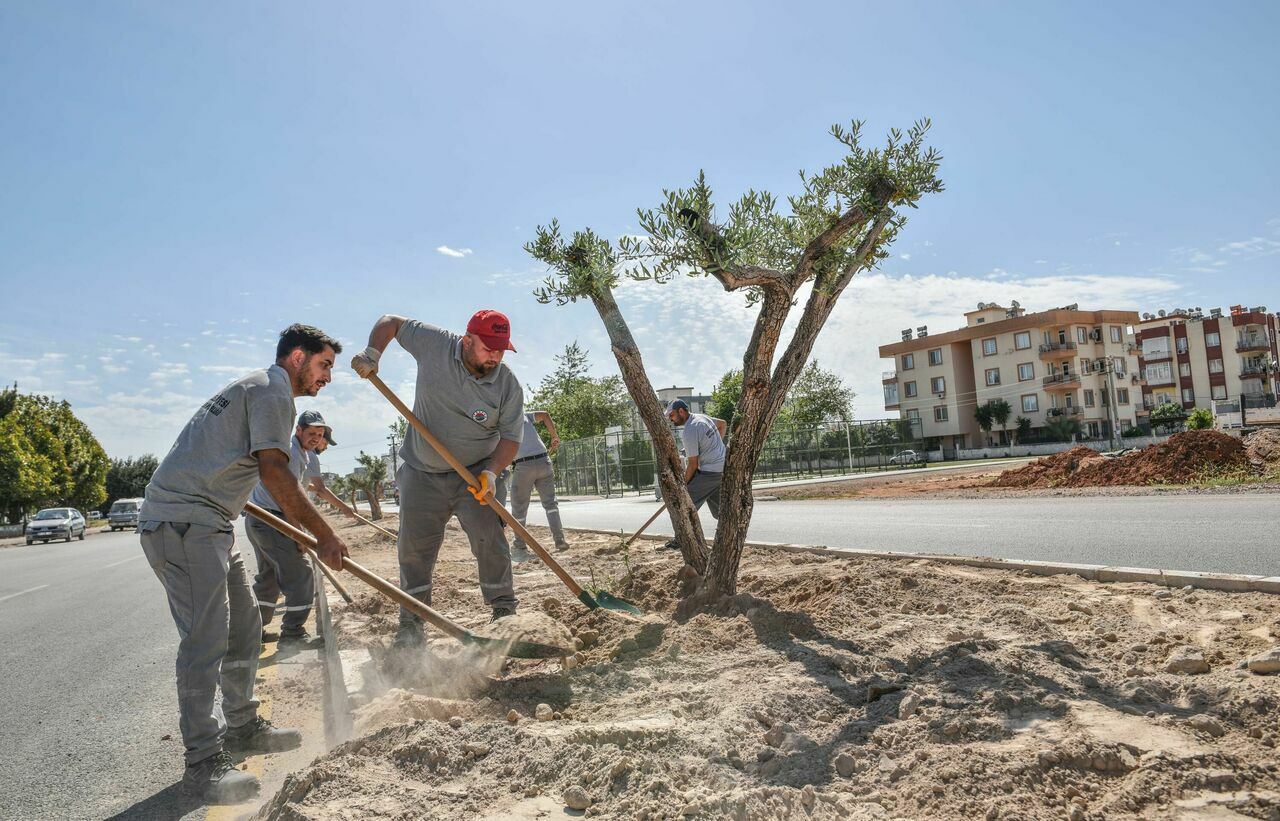 Kepez Belediyesi Kerkük Caddesi'ne zeytin ağaçları dikti