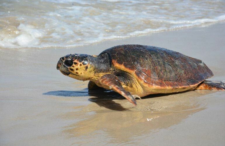 Patara Caretta
