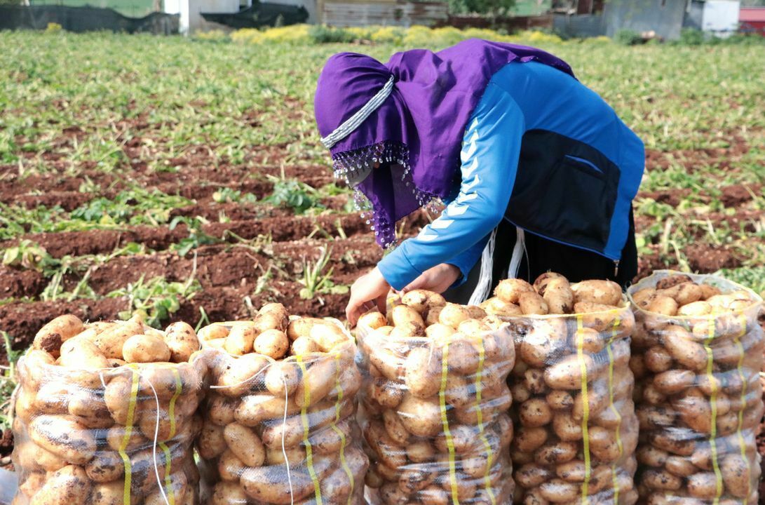 Turfanda Patates Hasadı Adana'da Başladı! Patatesin Kilosu Kaç Lira (2) Result