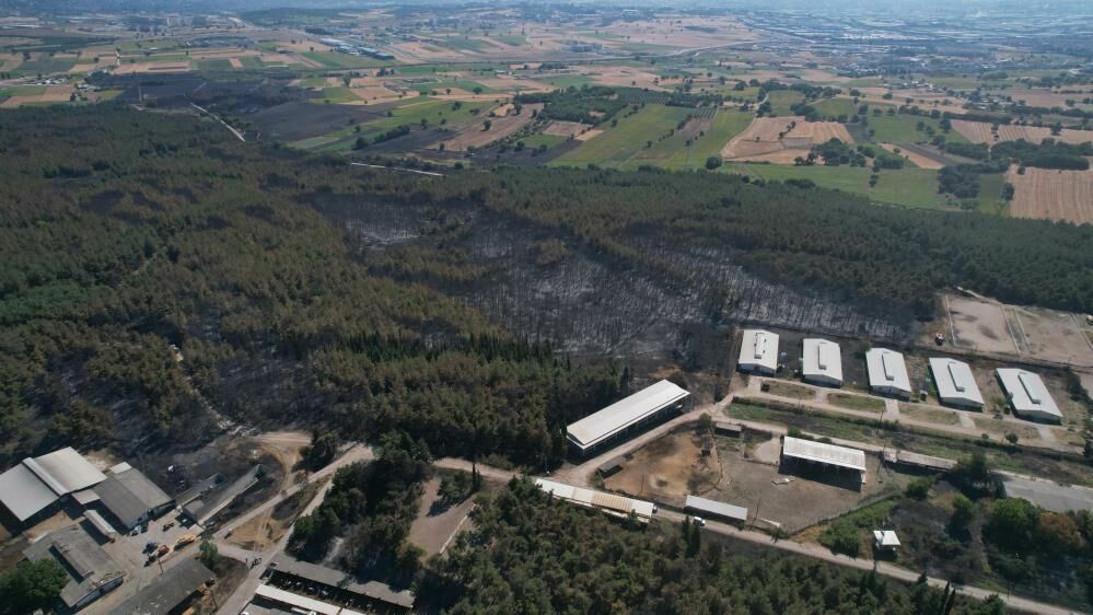 Üniversitenin Küle Dönen Çamla Kaplı Ormanı