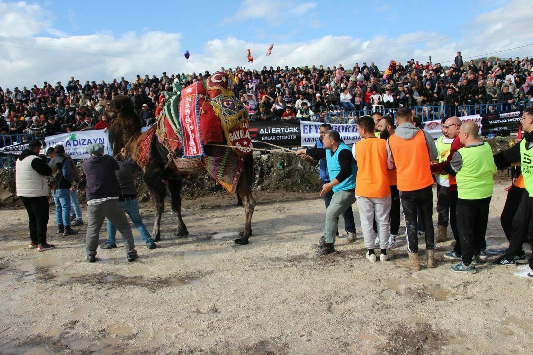 Antalya Kumlucada Sezonun İlk Deve Güreşi Yapıldı 4