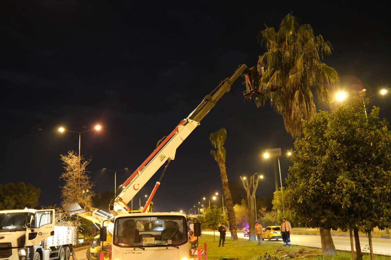 Antalya’da Gece Saatlerinde Ağaçlar Budandı