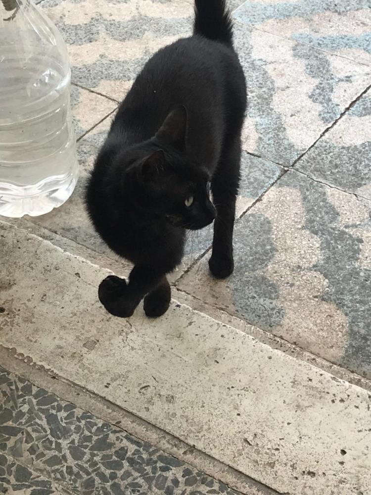 Antalya'da "Karam" Kedi Kaybolmuştu! Gerçek Ortaya Çıktı
