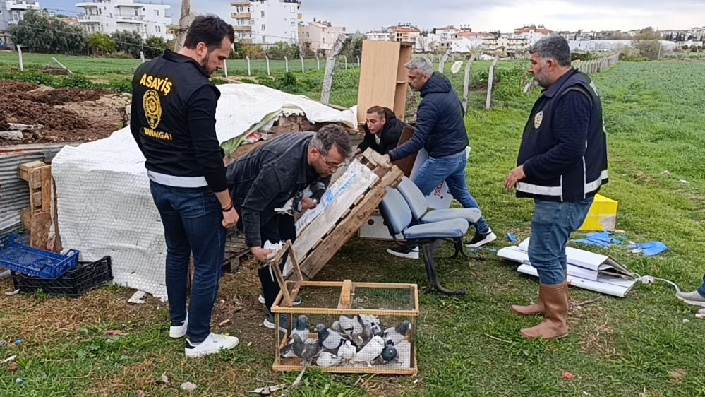 Manavgat’ta Yarım Milyon TL Değerinde Güvercinler Çalındı