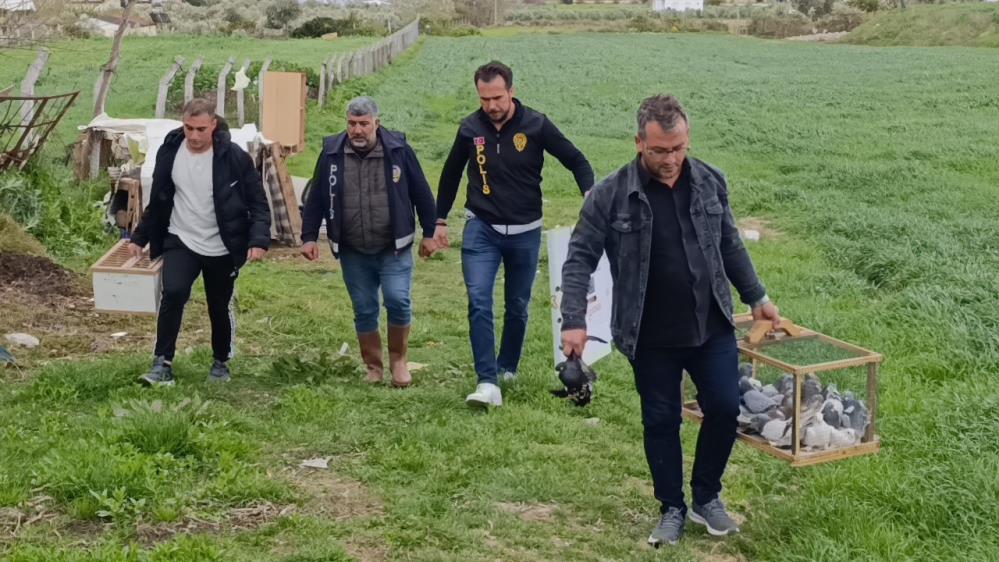 Manavgat’ta Yarım Milyon TL Değerinde Güvercinler Çalındı