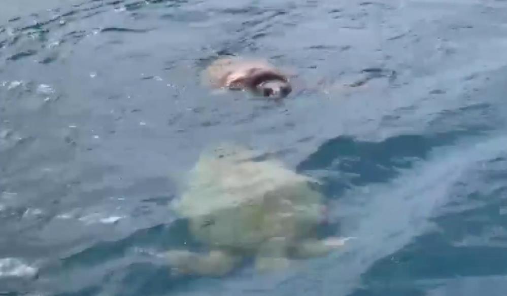 Serik Açıklarında Caretta Carettalar Balıkçılara Eşlik Etti