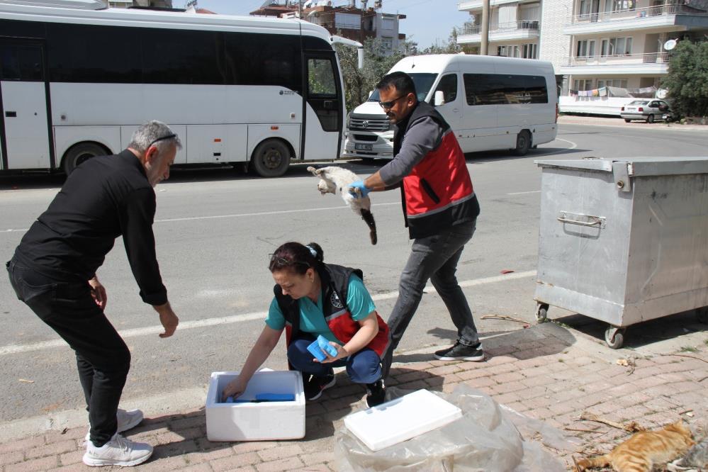 Serik'te Vahş*t! Çok Sayıda Kedi Öl* Bulundu