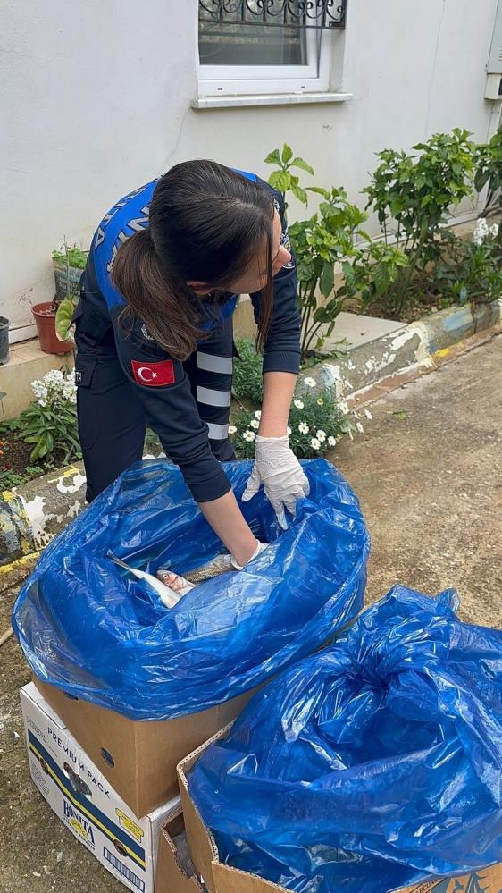 Alanya'da 85 Kilo Kokmuş Balık Ele Geçirildi! İmha Edildi