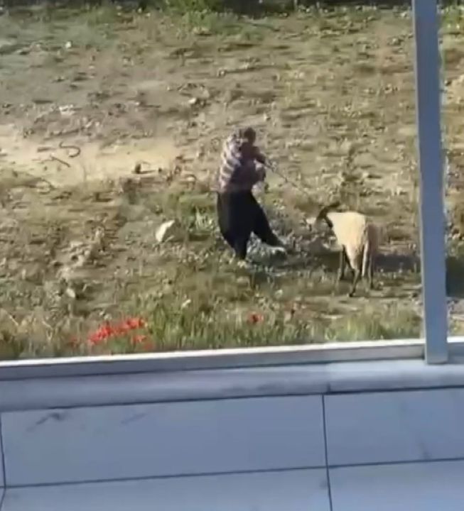 Alanya'da Koyunu İple Dövüp Defalarca Tekmeledi! Gözaltına Alındı 2