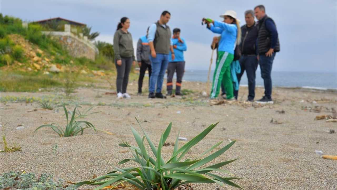 Alanya'da Kum Zambakları Ve Carettaların Yaşam Alanı Temizlendi 3