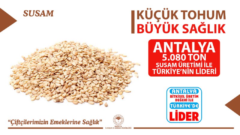 Antalya'da 5 Bin Ton Susam Üretimiyle Türkiye'nin Zirvesinde  2
