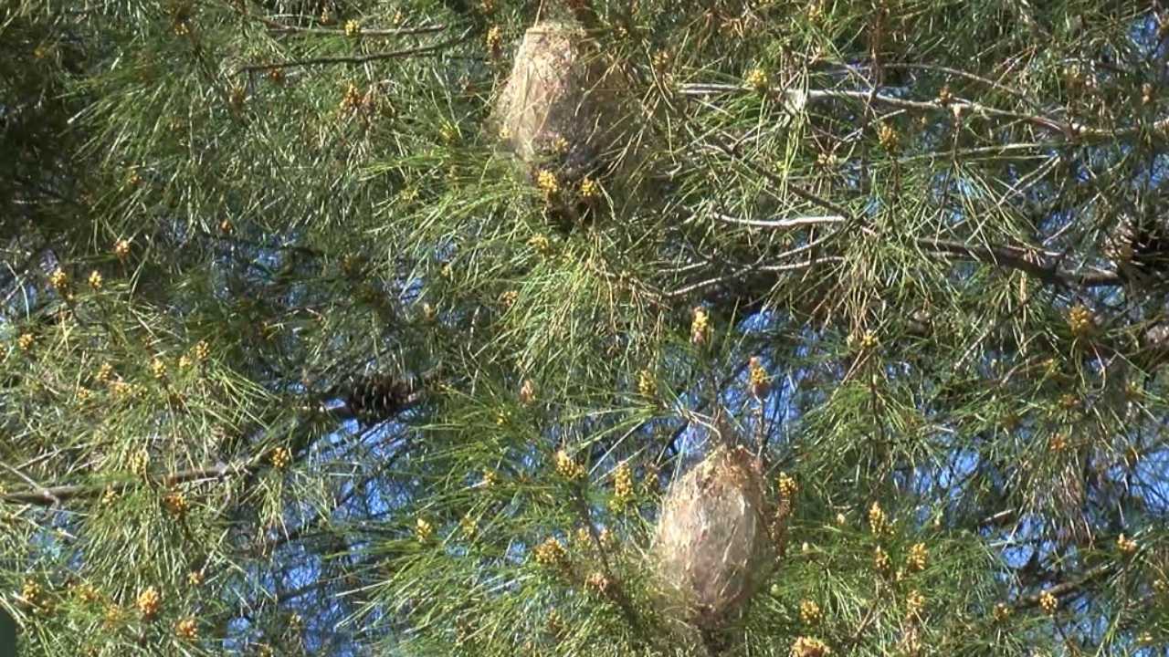 Antalya'da Çam Kese Böceği Alarmı! 'Terminatör' Böcekler Üretilmeye Başlandı  2